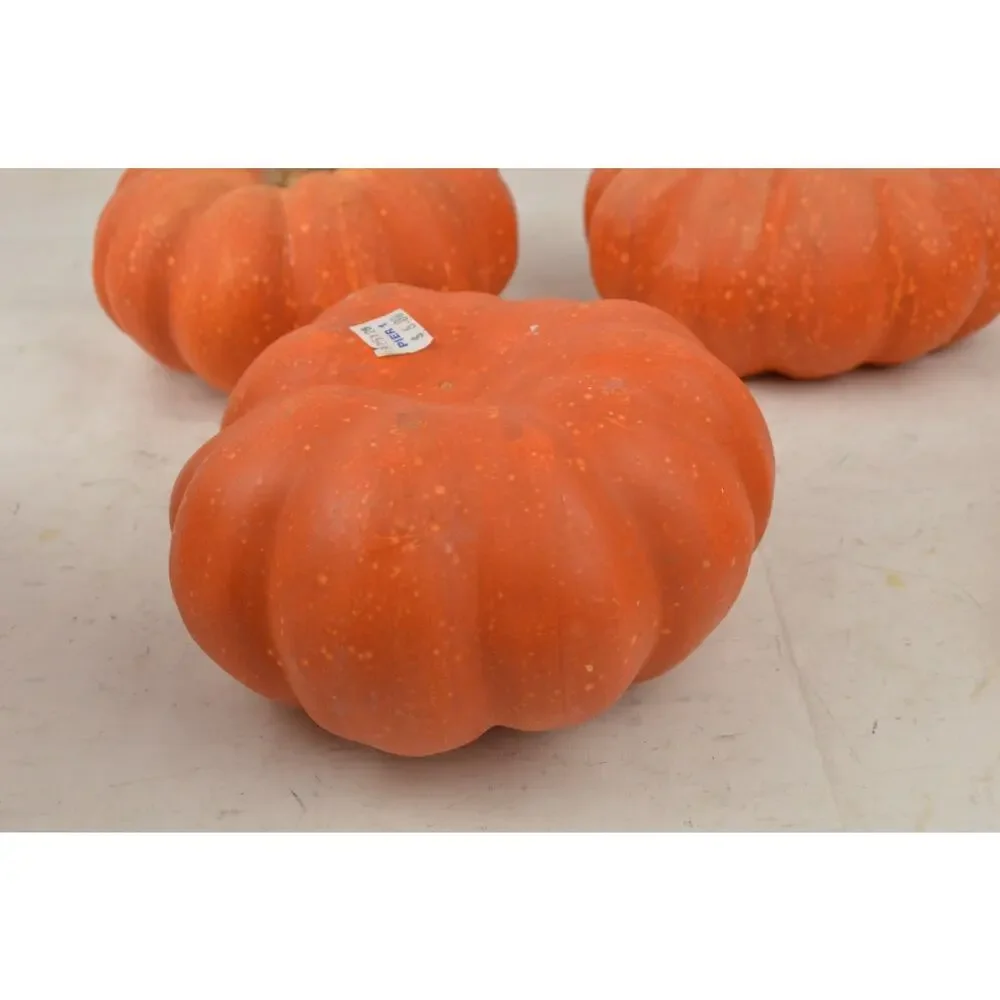 Pier 1 Fall Halloween Decor Lot Pumpkins Gourds Corn Witch Doll Autumn Harvest